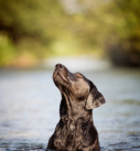 Hundefotografie bei München: Schwarzer Labrador im Wasser