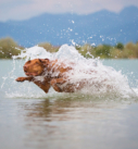 Hundefotografie bei München: Viszla rennt durch flaches Wasser