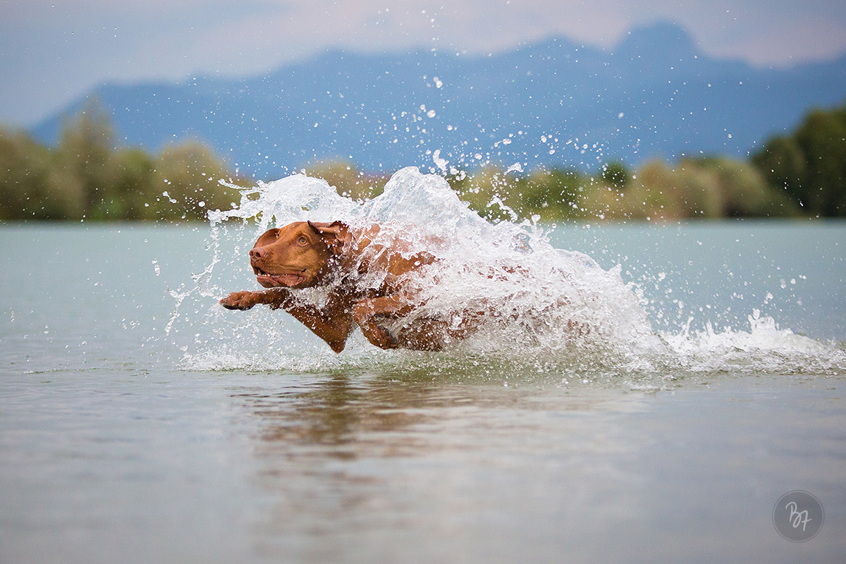 Hundefoto Viszla im Wasser - Tierfotograf München