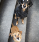 Hundefotografie in München:  Zwei Hunde auf Treppe