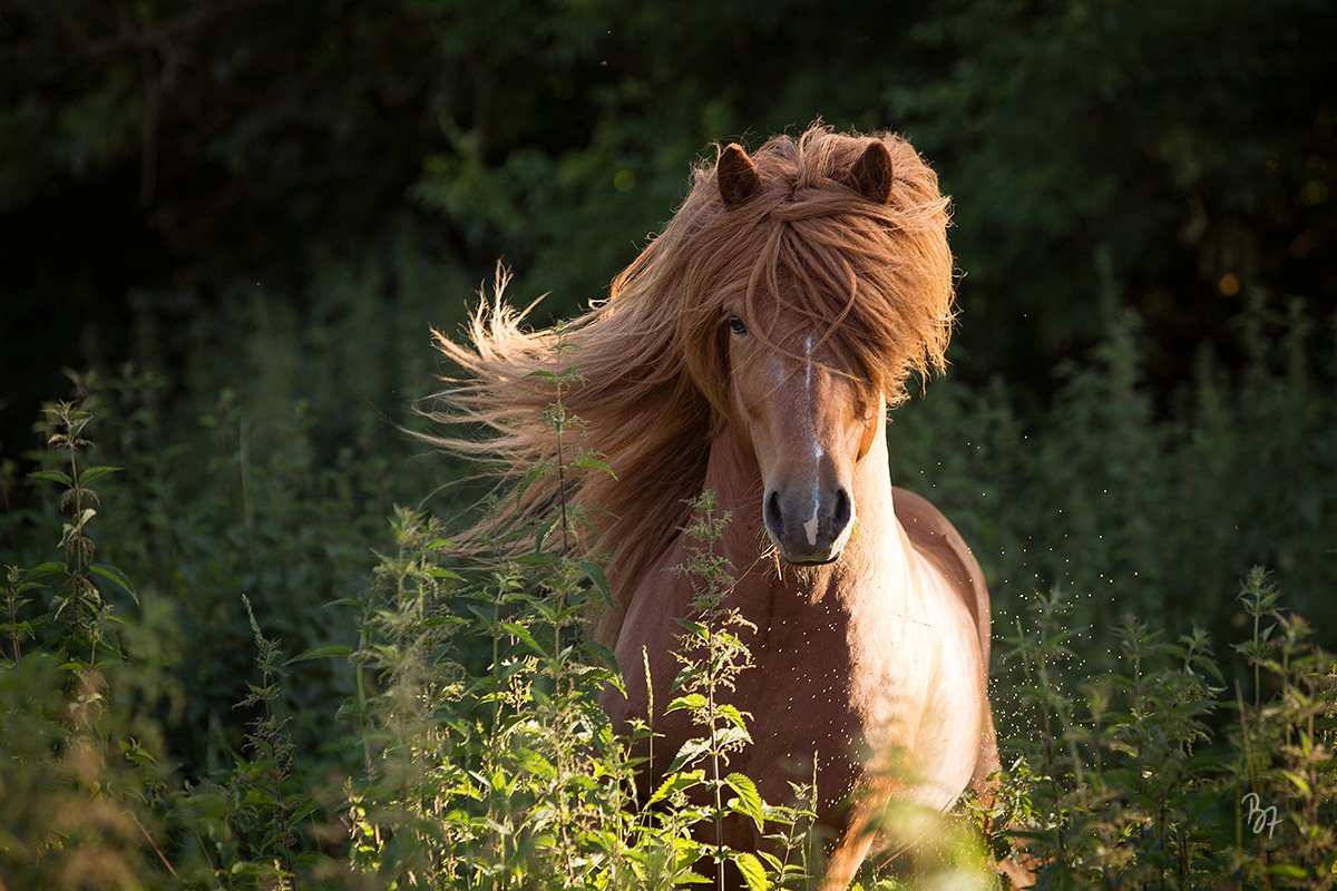 Pferdefotografie bei Stuttgart: Prächtiger Island-Fuchshengst im Freilauf