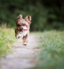 Hundefotografie bei München: Rennender kleiner Mischling