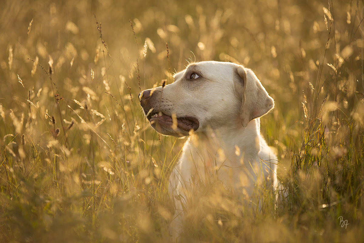 Hundefoto Labrador in der Wiese - Hundefotograf München