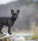 Hundefotografie in München: Frenchie an der Isar