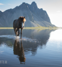Pferde-Fotoreise Island: Islandpferd vor mächtiger Bergkulisse