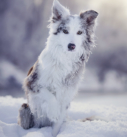 Hundefotografie bei München: Border Collie im Schnee