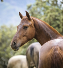 Pferdefotografie: Junge Warmblutstute auf der Weide