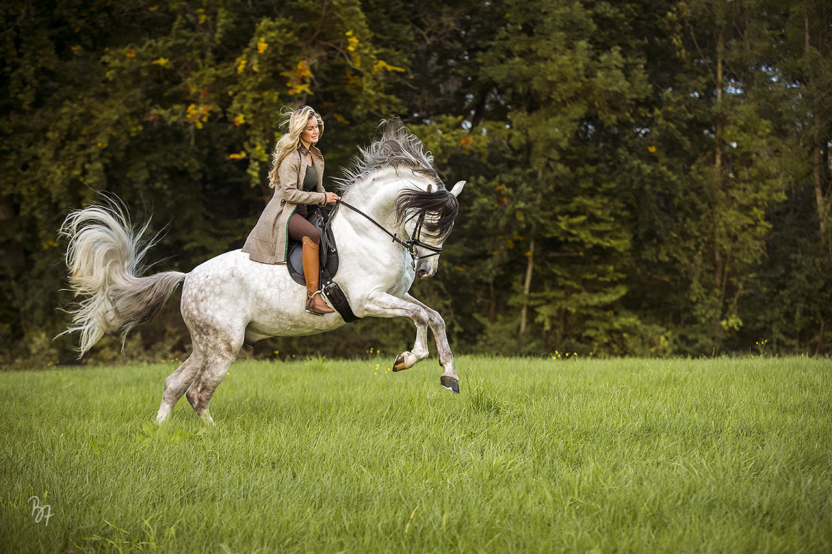 Pferdefotografie bei München: Reiterin auf majestätischem PRE-Hengst