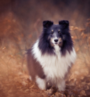 Hundefotografie bei München: Sheltie im Herbstwald