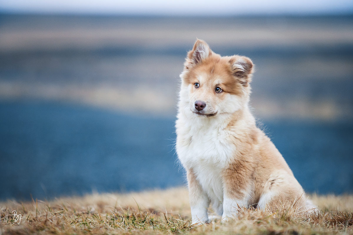 Hunde-Fotoshooting Islandhund-Welpe