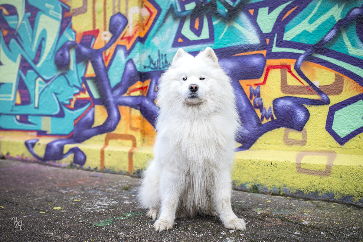 Hundefotografie Samoyede in München