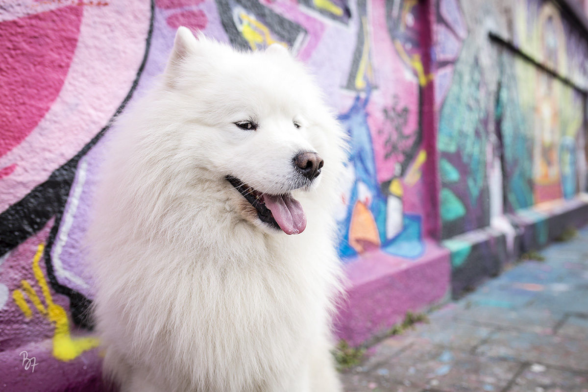 hundefotografie-muenchen-samoyede-07-1