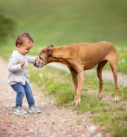Hundefotografie bei München: Kleinkind mimt altem Hund