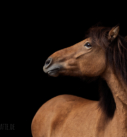 Pferdefotografie bei Stuttgart: Junge Islandstute vor schwarzem Hintergrund