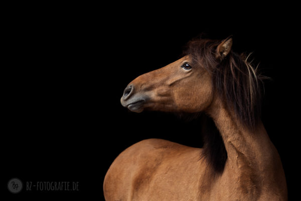 Pferdefotografie bei Stuttgart: Junge Islandstute vor schwarzem Hintergrund