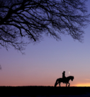 Pferdefotografie bei München: Silhouette von Pferd und Reiterin unter einem Baum