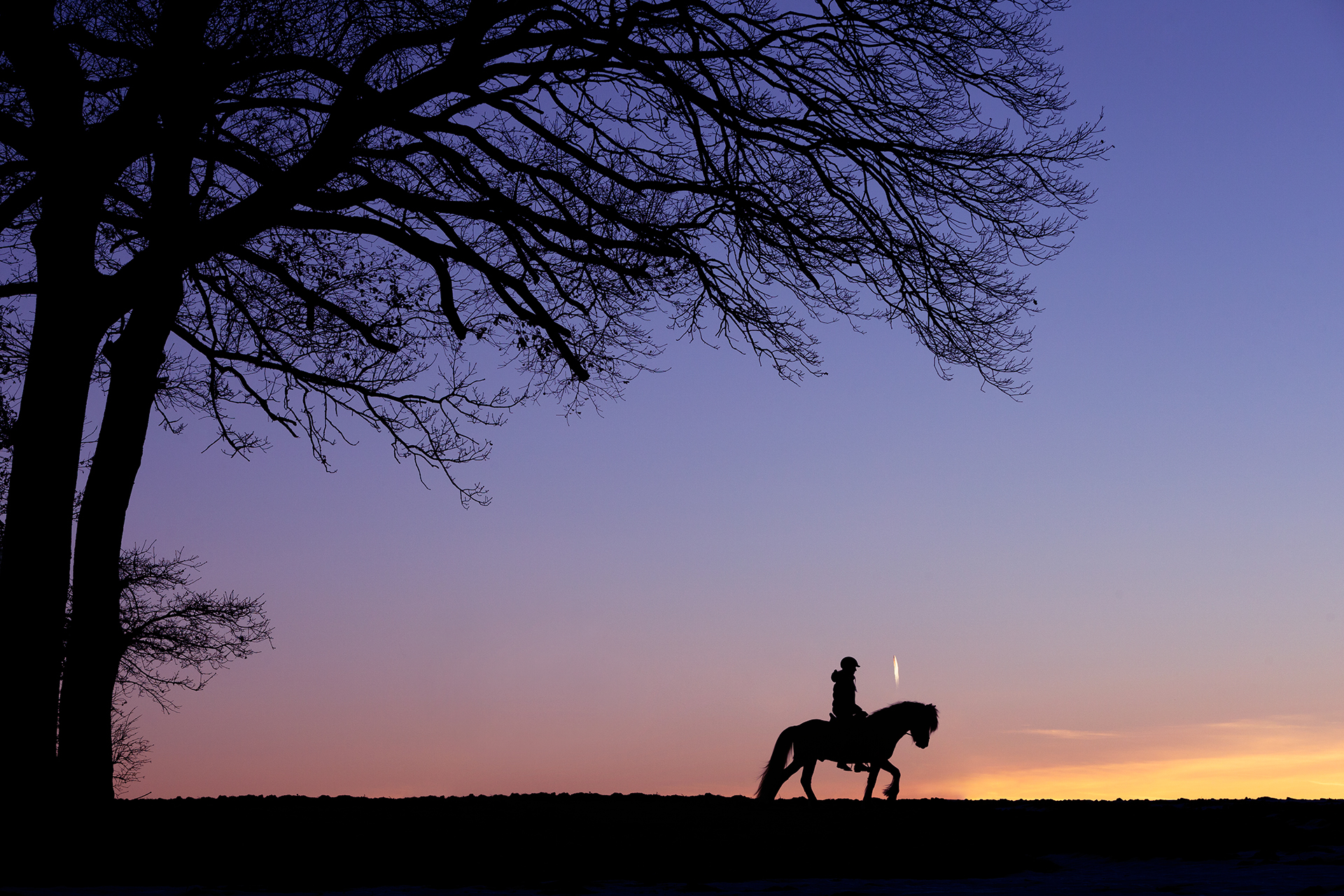 Pferdefotografie bei München: Silhouette von Pferd und Reiterin unter einem Baum