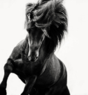 Pferdefotografie: Islandhengst Rappe in Bewegung schwarzweiß