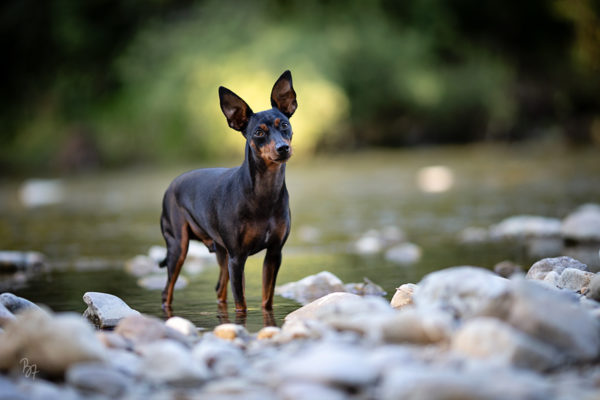 Hundefotografie bei München: Rehpinscher im Wasser