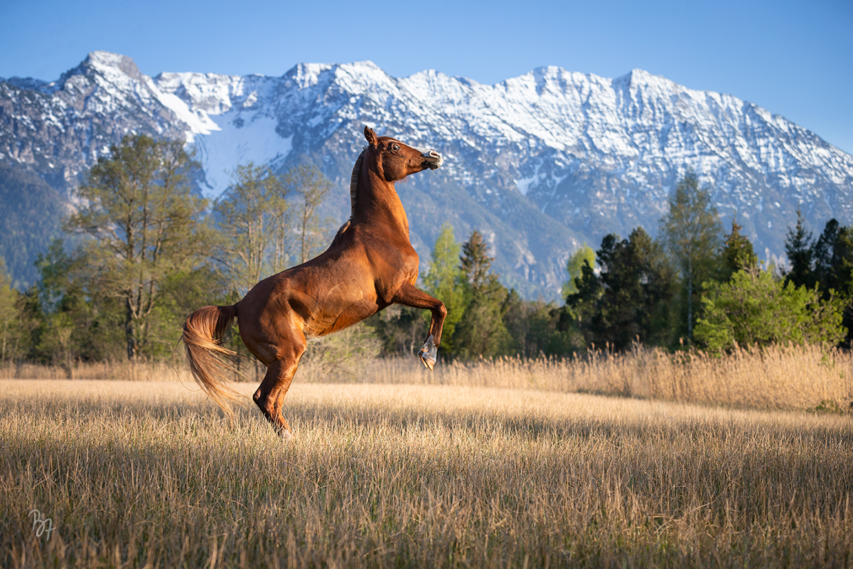 Pferdefotografie bei Garmisch: Araber vor mächtiger Bergkulisse