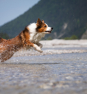 Hundefotografie in Bayern: Hund beim Sprung ins Wasser