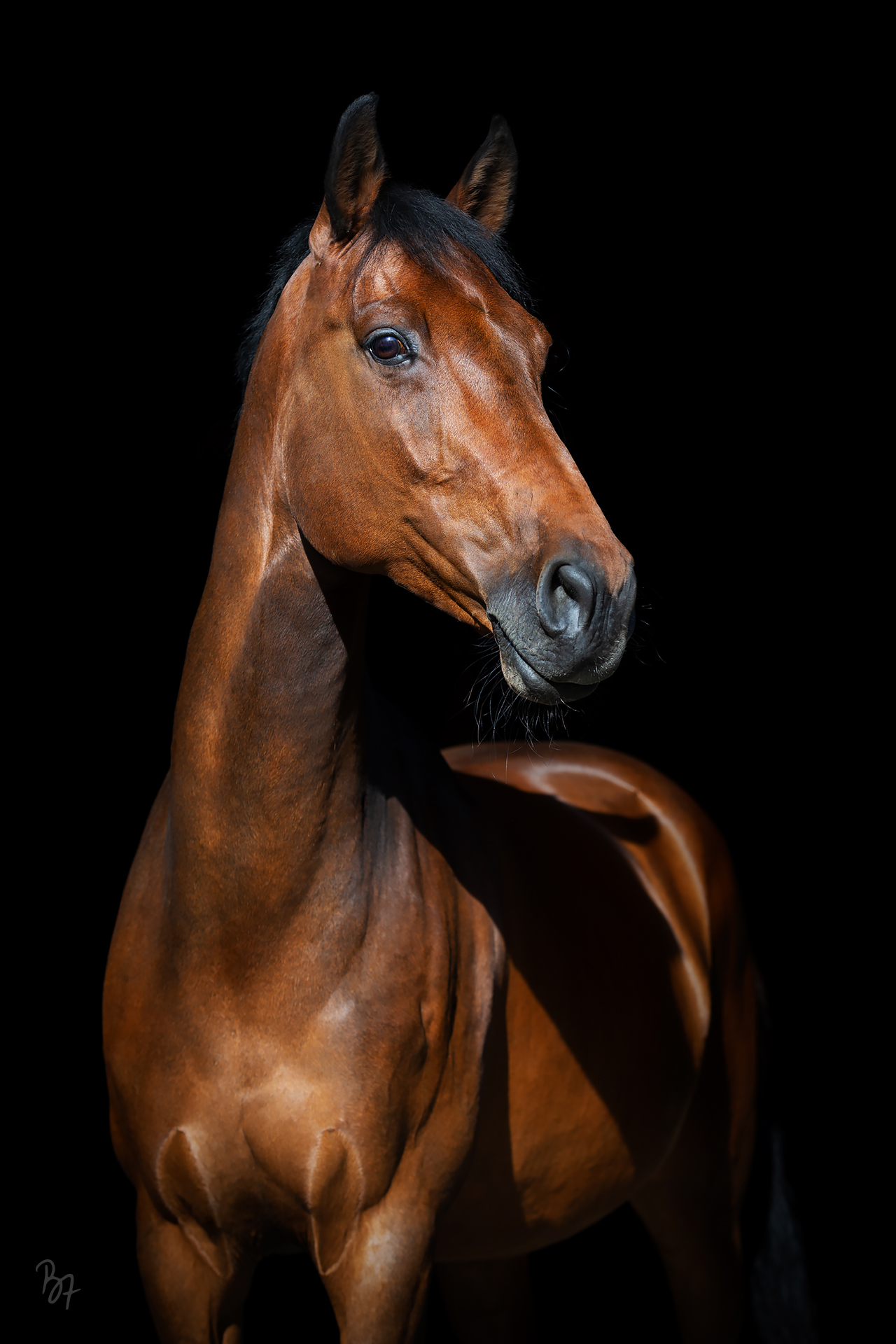 Pferdefotografie in Bayern: Warmblut vor schwarzem Hintergrund